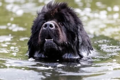 newfoundland dog swimming guide