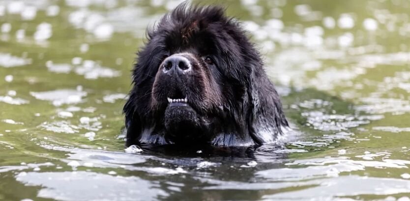 newfoundland dog swimming guide