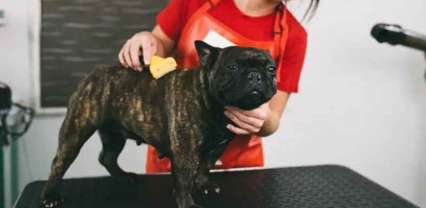 proper bulldog grooming guide