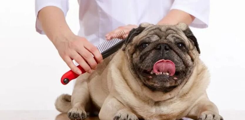 pug grooming guides