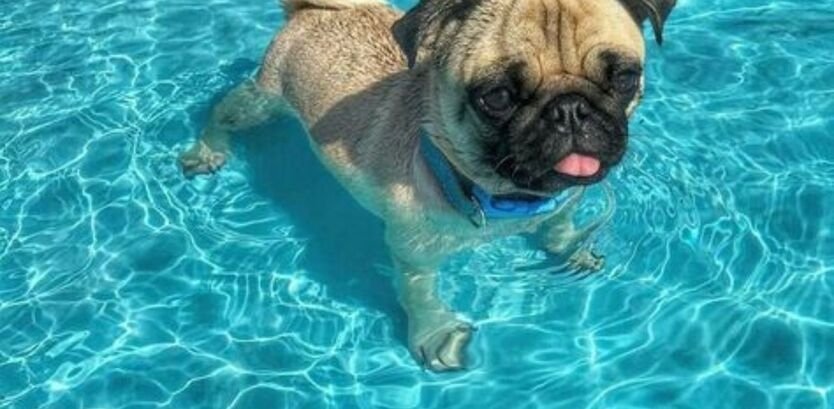 Pug Dog Puppies Swimming