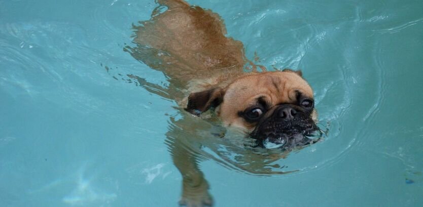 Pug Dog Swimming Ability