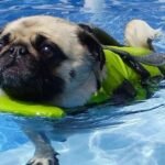 pug dog swimming guide