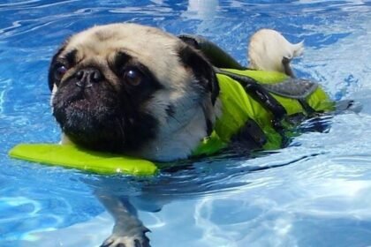 pug dog swimming guide