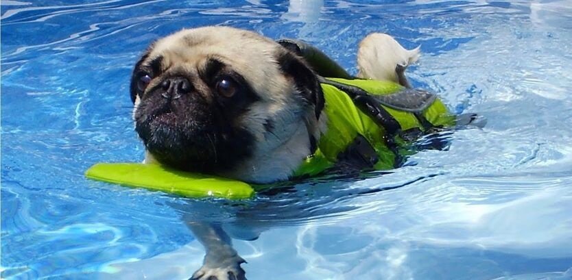 pug dog swimming guide