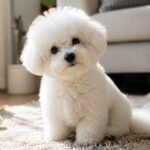 bichon frise health issues