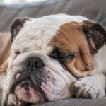 bull dog breed