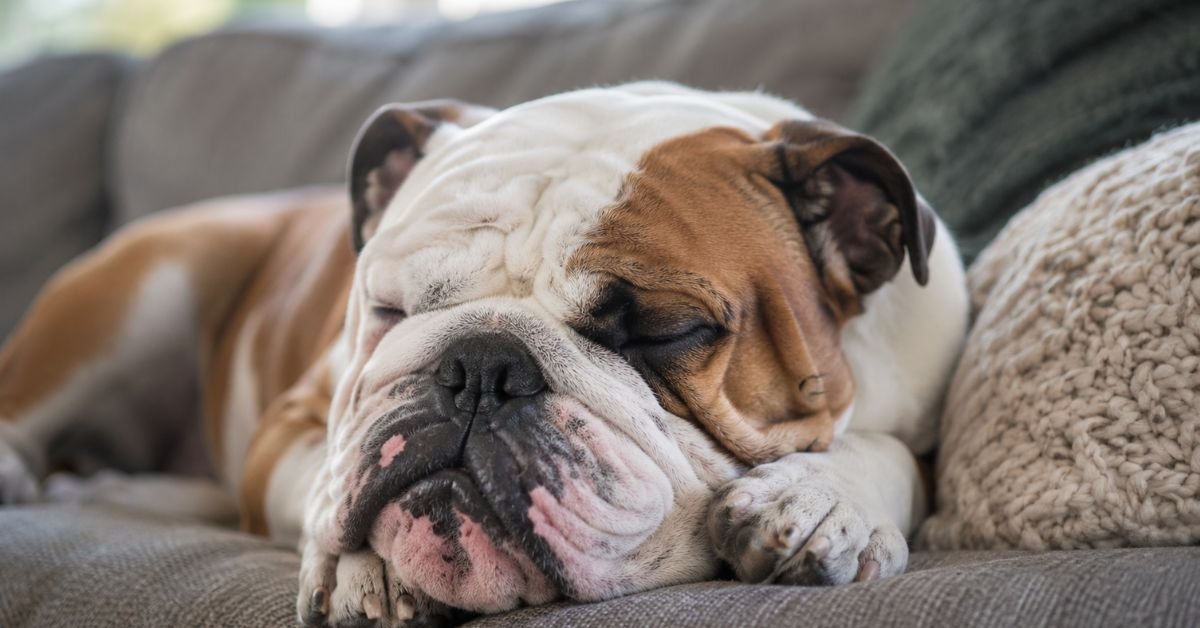 bull dog breed