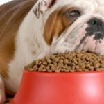bull dog food and nutrition