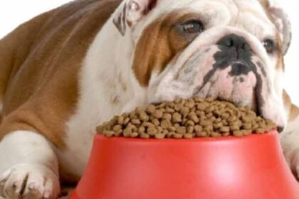 bull dog food and nutrition
