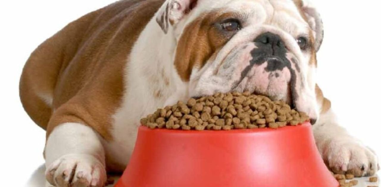 Bulldog Food & Nutrition: The Ultimate Guide to Your Dog’s Power Diet