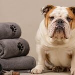 bull dog grooming guide