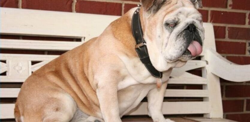 Protect Your Best Friend: A Guide to Preventing Common Bulldog Health Issues