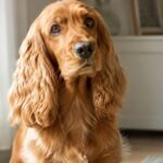 cocker spaniel food and nutrition