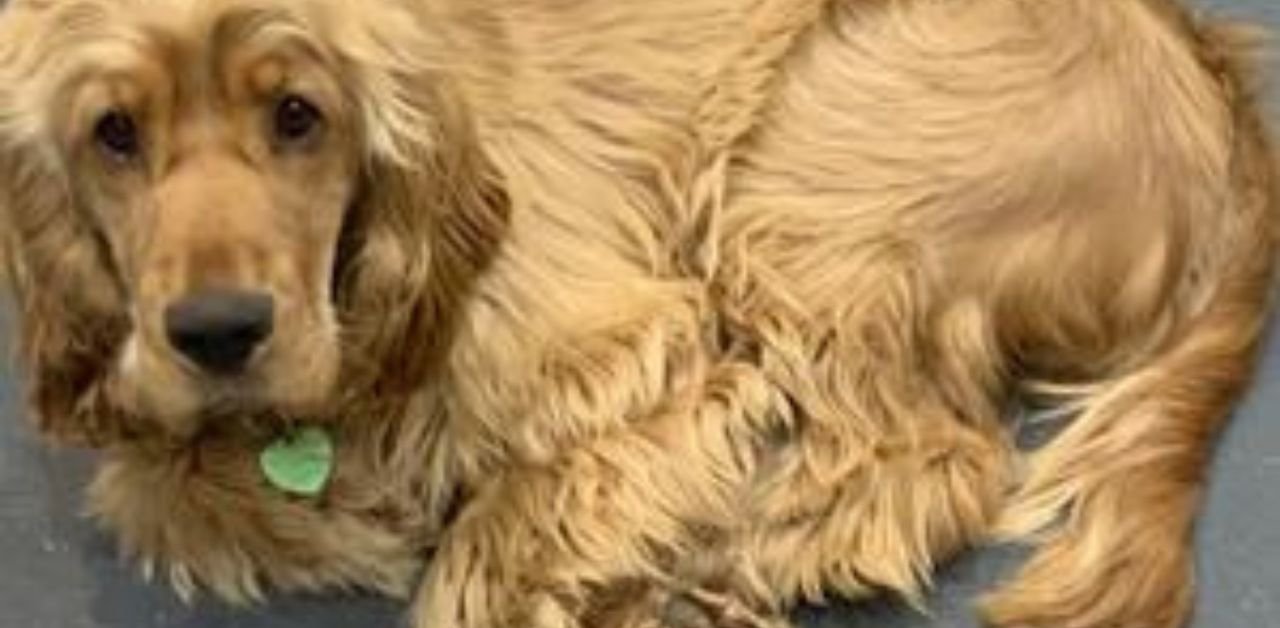 Cocker Spaniel Health: Your Definitive Guide to a Longer, Happier Life