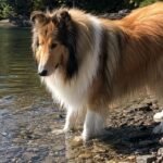 coliie dog swimming guide