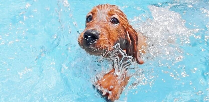 golden retriever swimming guide