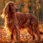 Irish Setter Health Issues