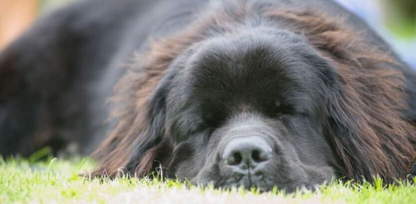 Protect Your Gentle Giant: Essential Newfoundland Health Issues You Must Know