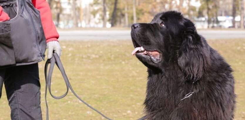 Newfoundland Training Tips: Big Dog Manners for Your Lifesaver
