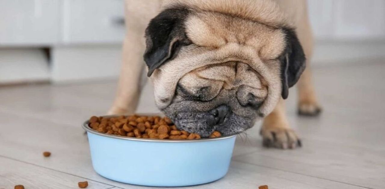 The Pug’s Plate: Your Ultimate Guide to Perfect Pug Dog Food & Nutrition