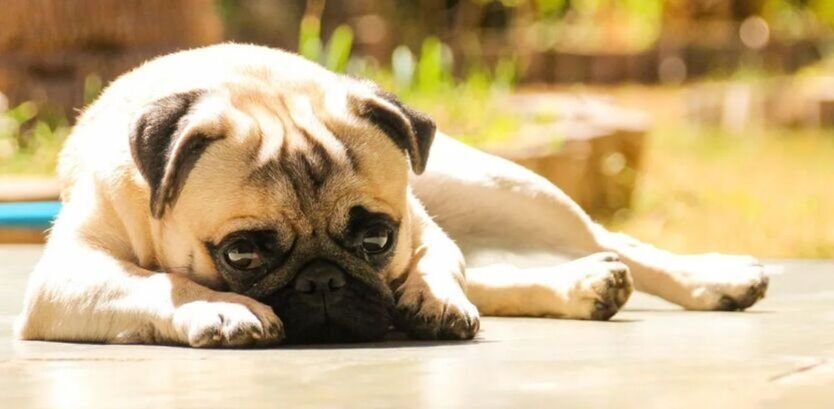  The Complete Guide to Pug Health Issues: Protect Your Furry Best Friend!