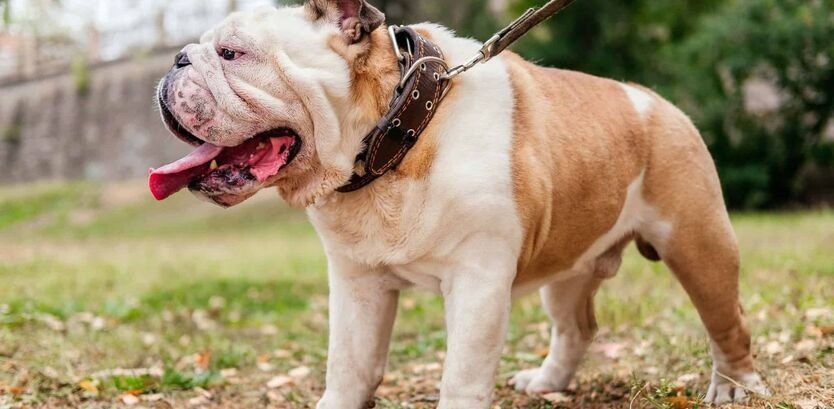 Are Bulldogs Good Hiking Dogs?