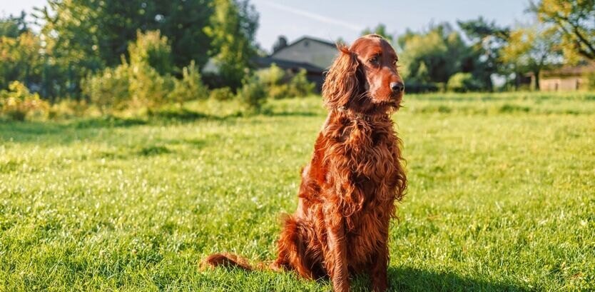 Are Irish Setters Good Hiking Dogs?