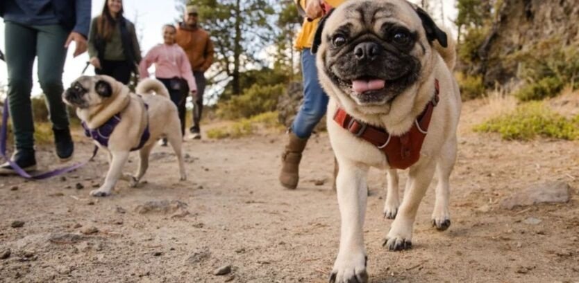 Are Pugs Actually Good Hiking Dogs?