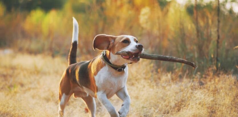 Beagle Dog Good Hiking Dogs