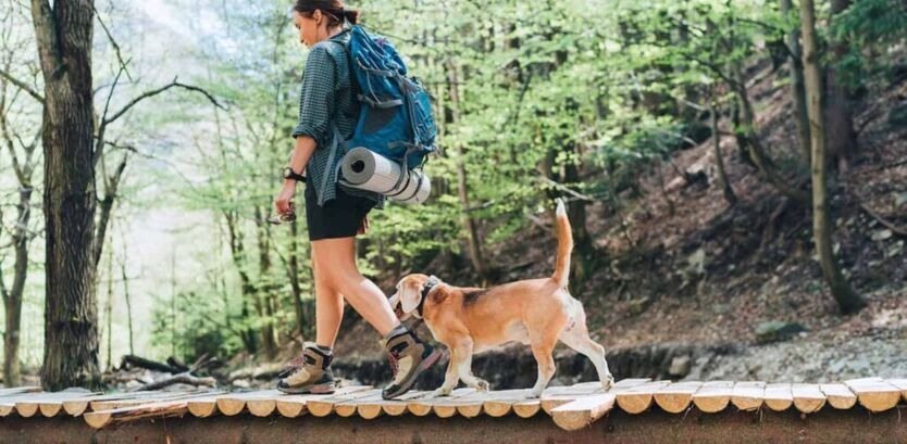 Beagle dog hiking tips
