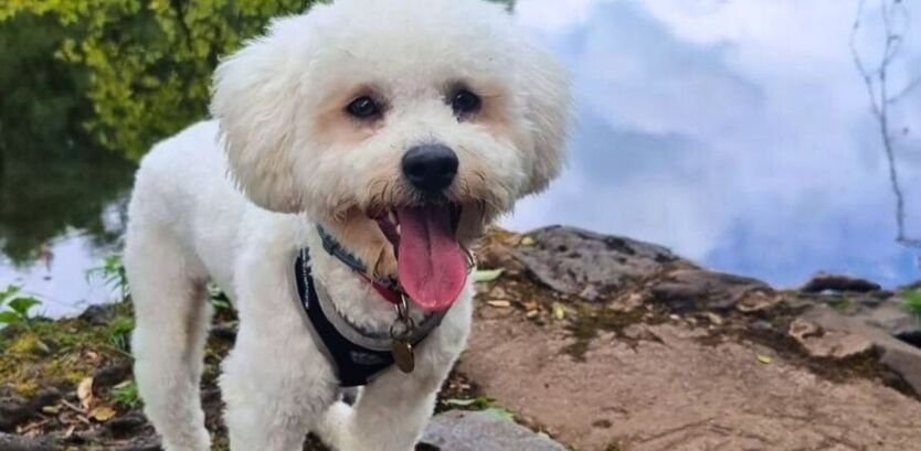 Bichon Frise Good Hiking Dogs