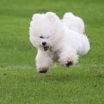 bichon frise hiking tips