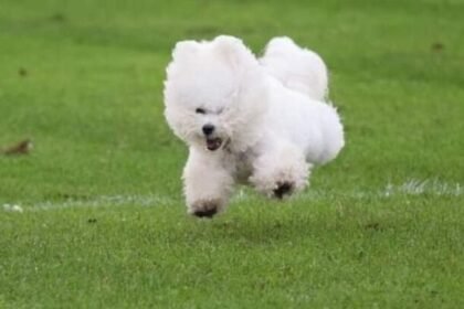 bichon frise hiking tips