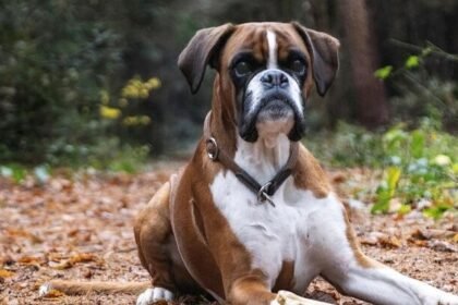 Boxer dog hiking tips