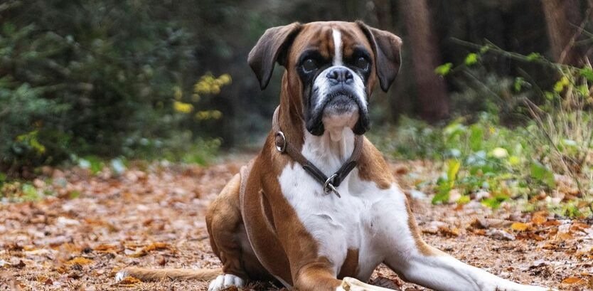 Boxer dog hiking tips