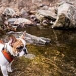 Bulldog hiking tips