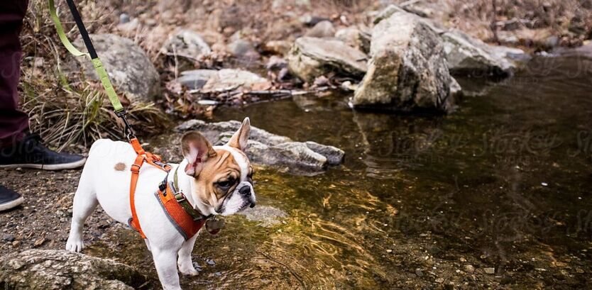 Bulldog hiking tips