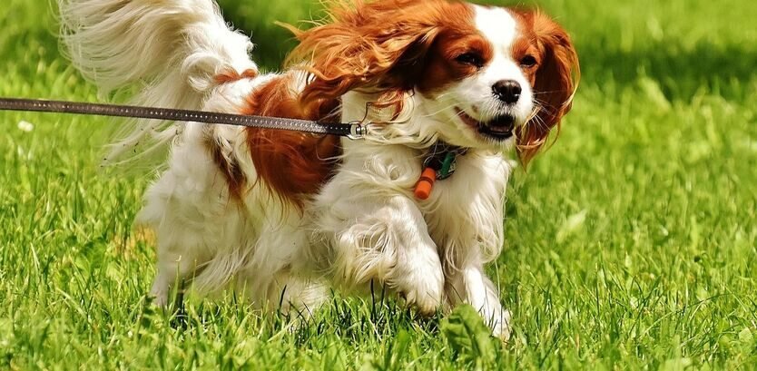 Cavalier Dog Good Hiking Dogs