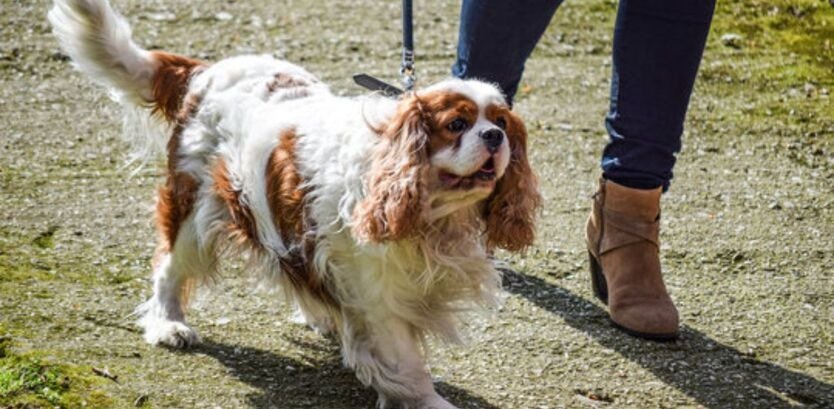 Cavalier Dog Walking Guide
