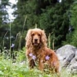 Cavalier King charles spaniel hiking tips