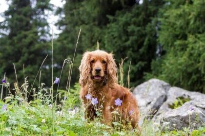 Cavalier King charles spaniel hiking tips