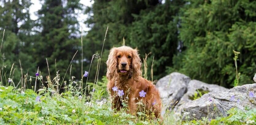 Cavalier King charles spaniel hiking tips