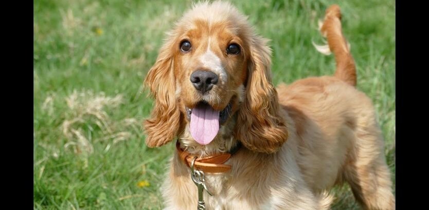 Cocker Spaniel Good Hiking Dogs