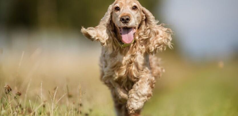Cocker Spaniel Walking Guide