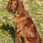 Cocker spaniel hiking dogs