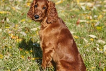 Cocker spaniel hiking dogs
