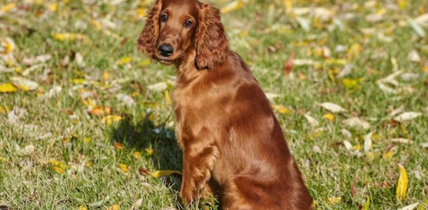 Cocker spaniel hiking dogs