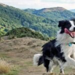 Collie dog hiking tips