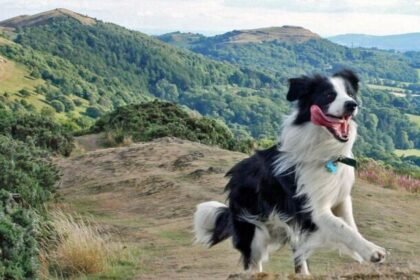 Collie dog hiking tips